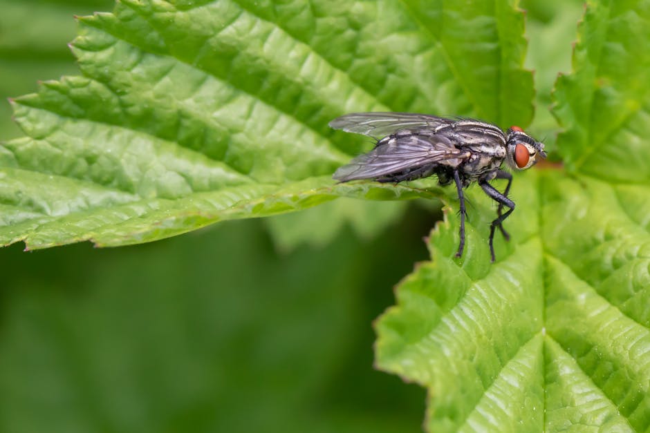 Close-up photograph of a common housefly perched on the edge of a green, textured leaf with prominent veins and slightly jagged margins. The fly's body has a glossy, dark coloration with fine hair-lik